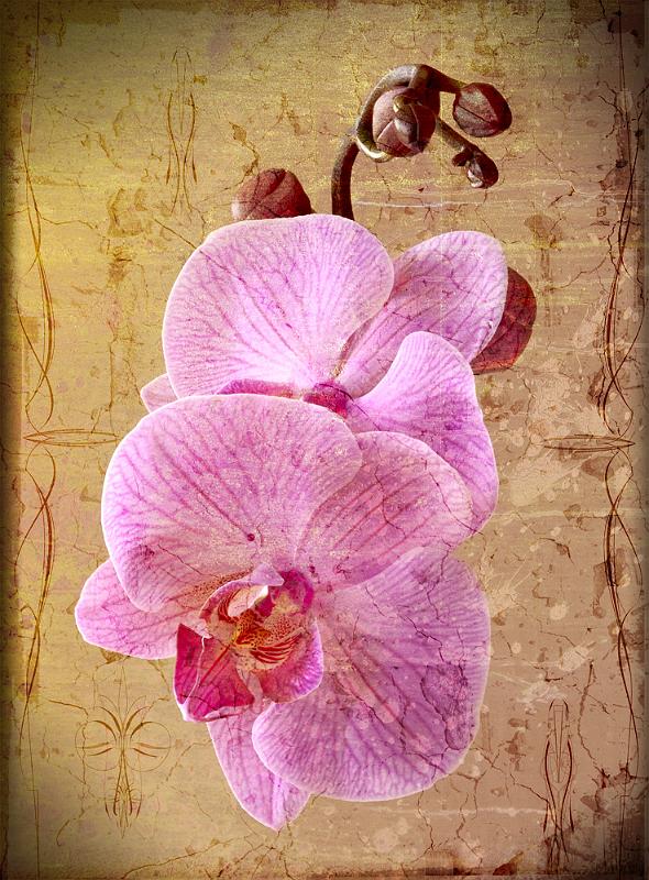 Orchidee-a17817262[1].jpg
